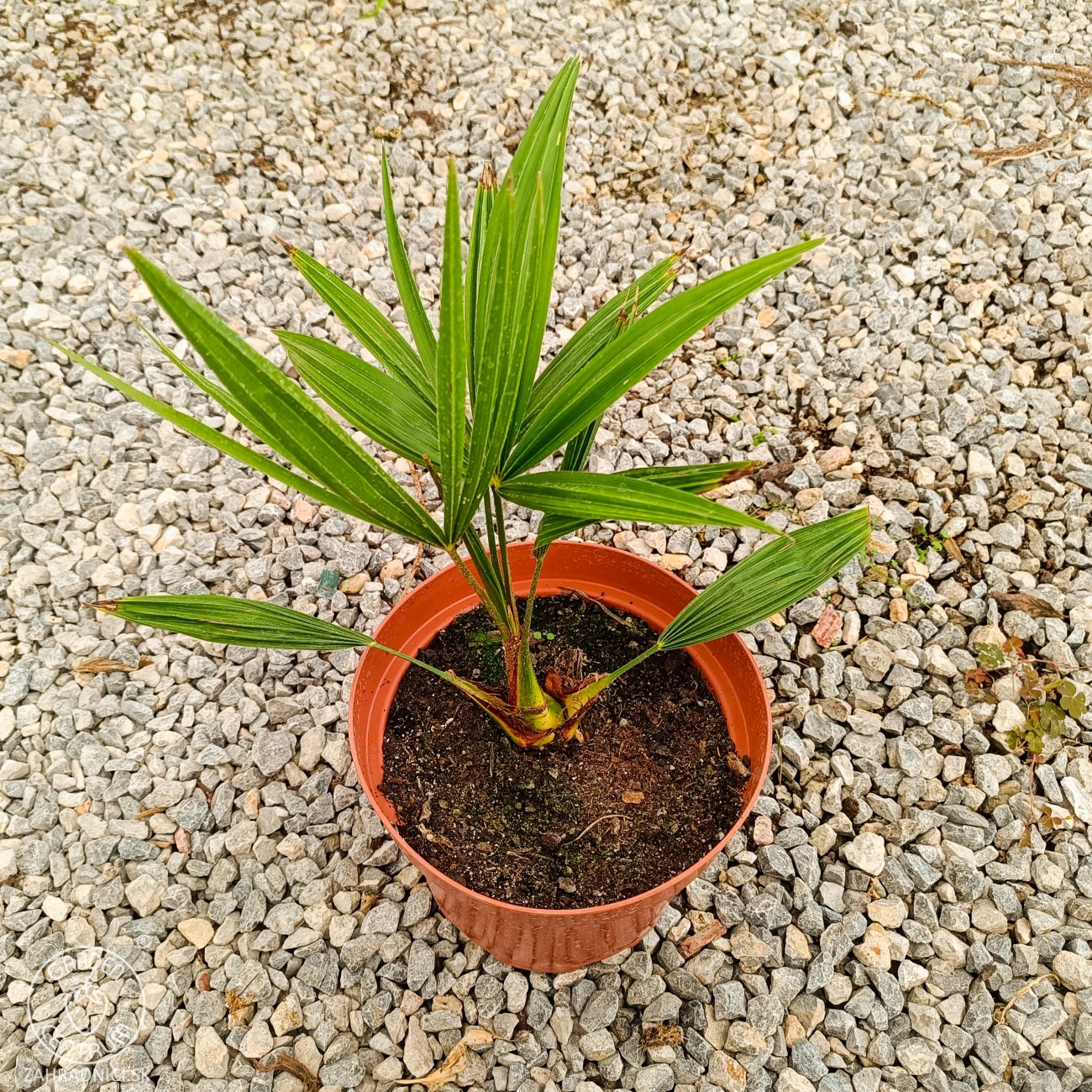 Obrázok Palma konopná (Trachycarpus fortunei) - výška 20-30 cm, kont. C3L ( -17°C)